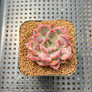 Echeveria 'Segovia' Carunculated 2" Succulent Plant Cutting