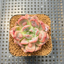 Echeveria 'Segovia' Carunculated 2" Succulent Plant Cutting