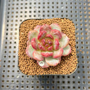 Echeveria 'Davids Chocolate' 2" Succulent New Hybrid Plant Cutting