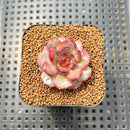 Echeveria 'Davids Chocolate' 2" Succulent New Hybrid Plant Cutting