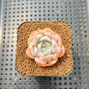 Echeveria 'Lehman' 1" Succulent Plant Cutting