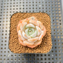 Echeveria 'Lehman' 1" Succulent Plant Cutting