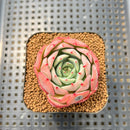 Echeveria 'Agnes Bean' 2" Succulent Plant Cutting