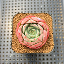 Echeveria 'Agnes Bean' 2" Succulent Plant Cutting