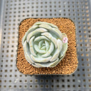 Echeveria 'Heart Angel' 2" Succulent Plant Cutting