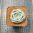 Echeveria 'Heart Angel' 2" Succulent Plant Cutting
