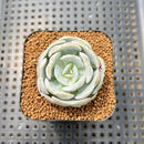 Echeveria 'Heart Angel' 2" Succulent Plant Cutting