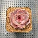 Echeveria 'Graslin' 2" Succulent Plant Cutting