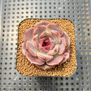 Echeveria 'Graslin' 2" Succulent Plant Cutting