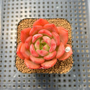 Echeveria 'Odd Fit' 2" Succulent Plant Cutting
