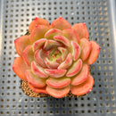 Echeveria 'Odd Fit' 2" Succulent Plant Cutting