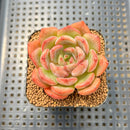 Echeveria 'Odd Fit' 2" Succulent Plant Cutting
