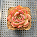 Echeveria 'Odd Fit' 2" Succulent Plant Cutting