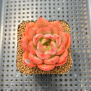 Echeveria 'Odd Fit' 2" Succulent Plant Cutting