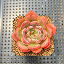 Echeveria 'Odd Fit' 2" Succulent Plant Cutting