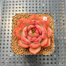 Echeveria 'Odd Fit' 2" Succulent Plant Cutting