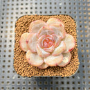 Echeveria 'Honey Blossom' New Hybrid 2" Succulent Plant Cutting