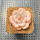 Echeveria 'Honey Blossom' New Hybrid 2" Succulent Plant Cutting