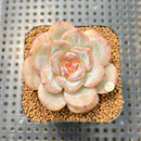 Echeveria 'Honey Blossom' New Hybrid 2" Succulent Plant Cutting