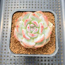 Echeveria 'Honey Blossom' New Hybrid 2" Succulent Plant Cutting