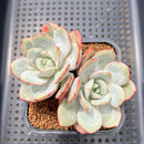 Echeveria 'Soul Mint' 2" Succulent Plant Cutting