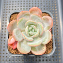 Echeveria 'Soul Mint' 2" Succulent Plant Cutting