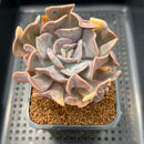 Echeveria 'Cubic Frost' Variegated 2" Succulent Plant Cutting