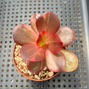 Echeveria 'Primadonna' Variegated (100% Grown In House) 2" Succulent Plant