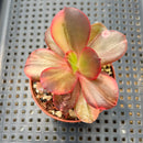 Echeveria 'Primadonna' Variegated (100% Grown In House) 2" Succulent Plant