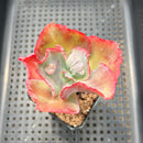 Echeveria Frill sp. 3" Succulent Plant