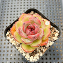Echeveria sp. 2" Succulent Plant