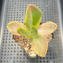 Echeveria 'Fimbriata' Variegated AKA 'Fasciculata' 2"-3" Succulent Plant