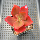 Echeveria sp. 2" Succulent Plant