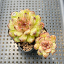 Echeveria 'Red Crystal' x 'Black Rose' 2" Succulent Plant
