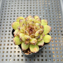 Echeveria 'Red Crystal' x 'Black Rose' 2" Succulent Plant
