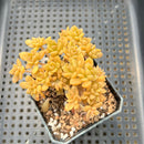 Sedum 'Cuspidatum' Crested 2" Succulent Plant