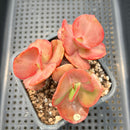 Echeveria 'Suyon' Variegated 3" Cluster Succulent Plant