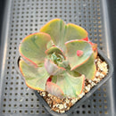 Echeveria 'Beyonce Rainbow' Variegated 2"-3" Succulent Plant