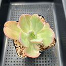 Echeveria 'Beserk' Variegated 3" Succulent Plant