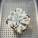 Echeveria 'Pignose' 2"-3" Succulent Plant