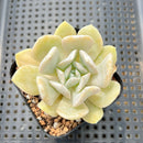 Echeveria 'Exotic' (Laui x 'Topsy Turvy') 2"-3" Succulent Plant