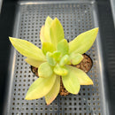 Pachyveria 'Cypress' Variegated 3"-4" Succulent Plant
