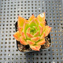 Echeveria 'Elizabeth' 2" Succulent Plant
