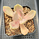 Pachyveria 'Pampoteus' Variegated 3" Succulent Plant