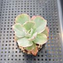 Echeveria 'Flying Cloud' Variegated (Not E.'Berkley Light') Succulent Plant