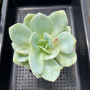 Echeveria 'Hakuhou' non-variegated 5" Succulent Plant