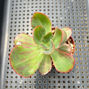 Echeveria 'Goiabinha' Variegated (100% Grown In House) 2" Succulent Plant