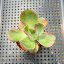 Echeveria 'Goiabinha' Variegated (100% Grown In House) 2" Succulent Plant