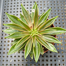 Echeveria Lutea 2"-3" (100% Grown In House) Succulent Plant