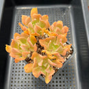 Echeveria 'Black Hawk' 4" Cluster Succulent Plant